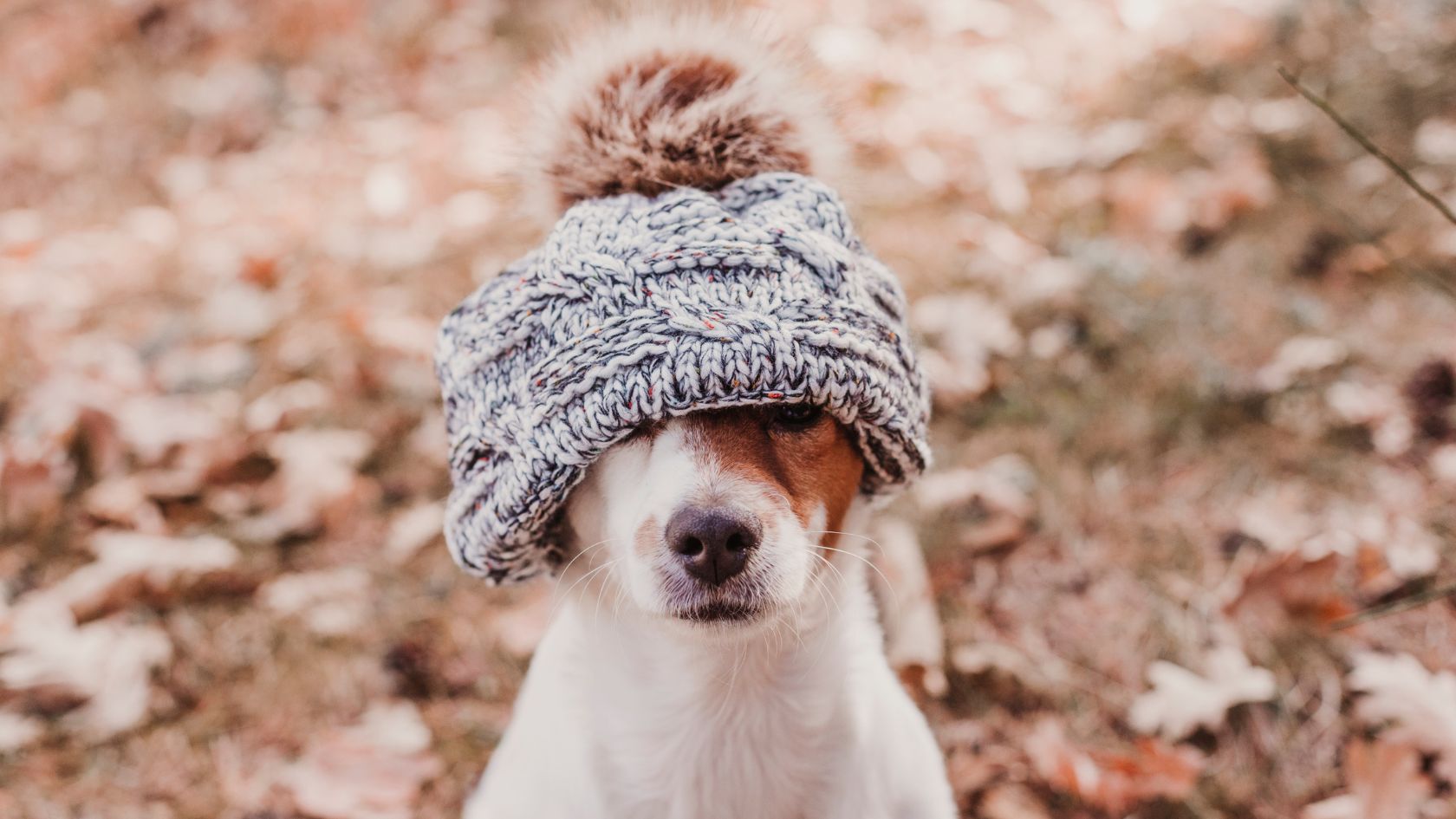 Fall Pup Wearing a Beanie
