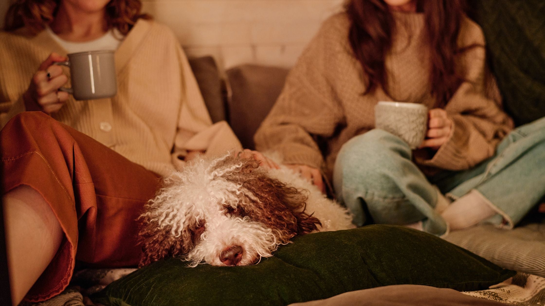 How to Create a Safe and Comforting Home Base for Your Pup