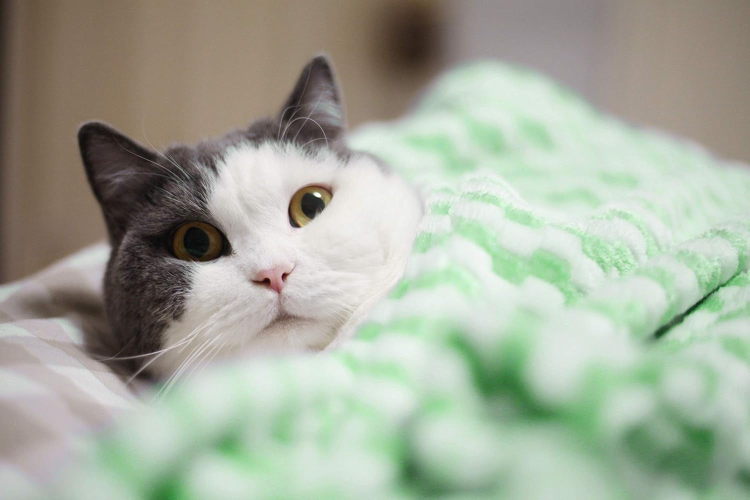 Dog Blanket, Premium Flannel Fluffy Fleece Blankets Soft and Warm Covers for Pets Dogs Cats Throw