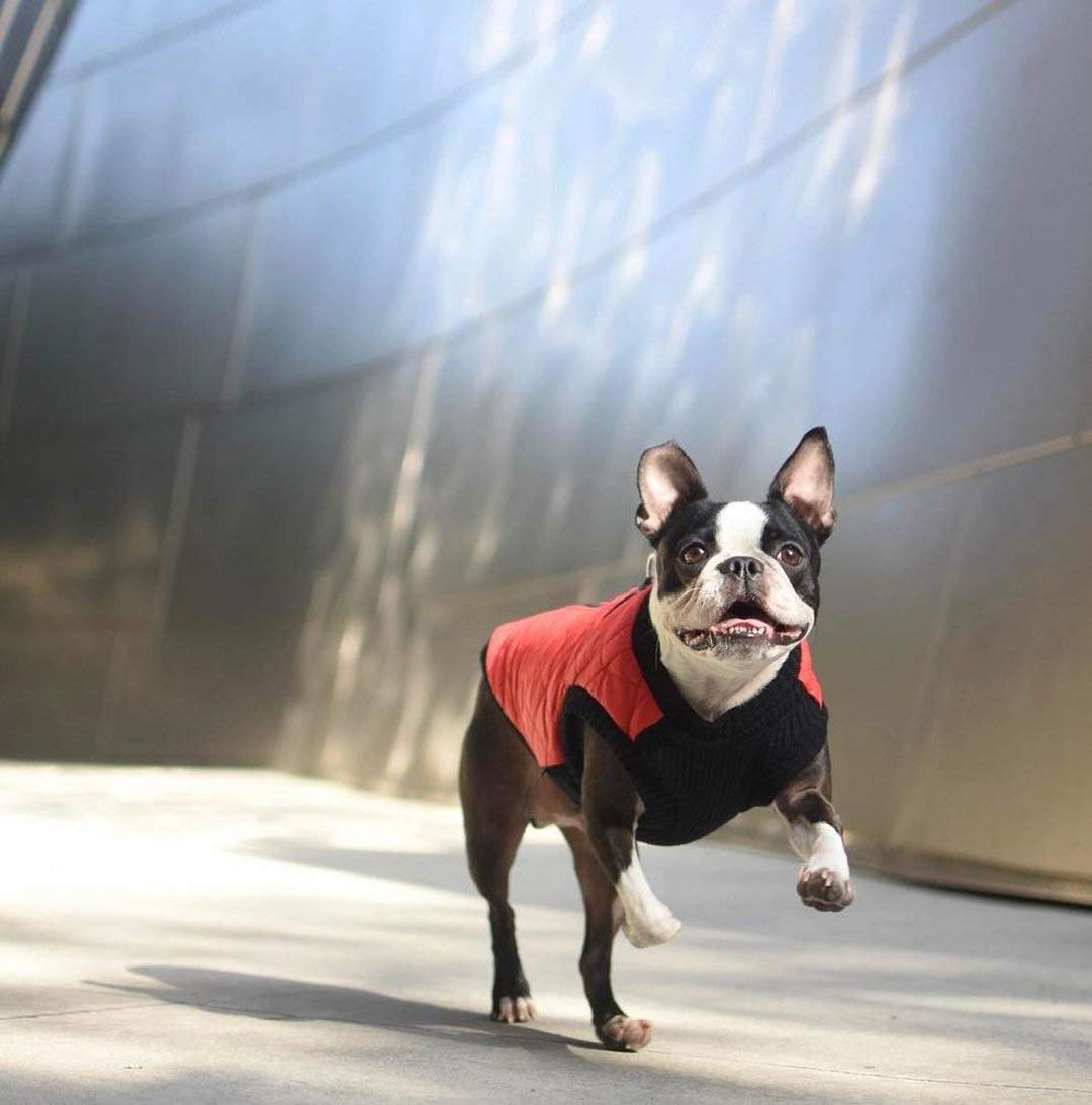 Gooby Fashion Vest Dog Jacket