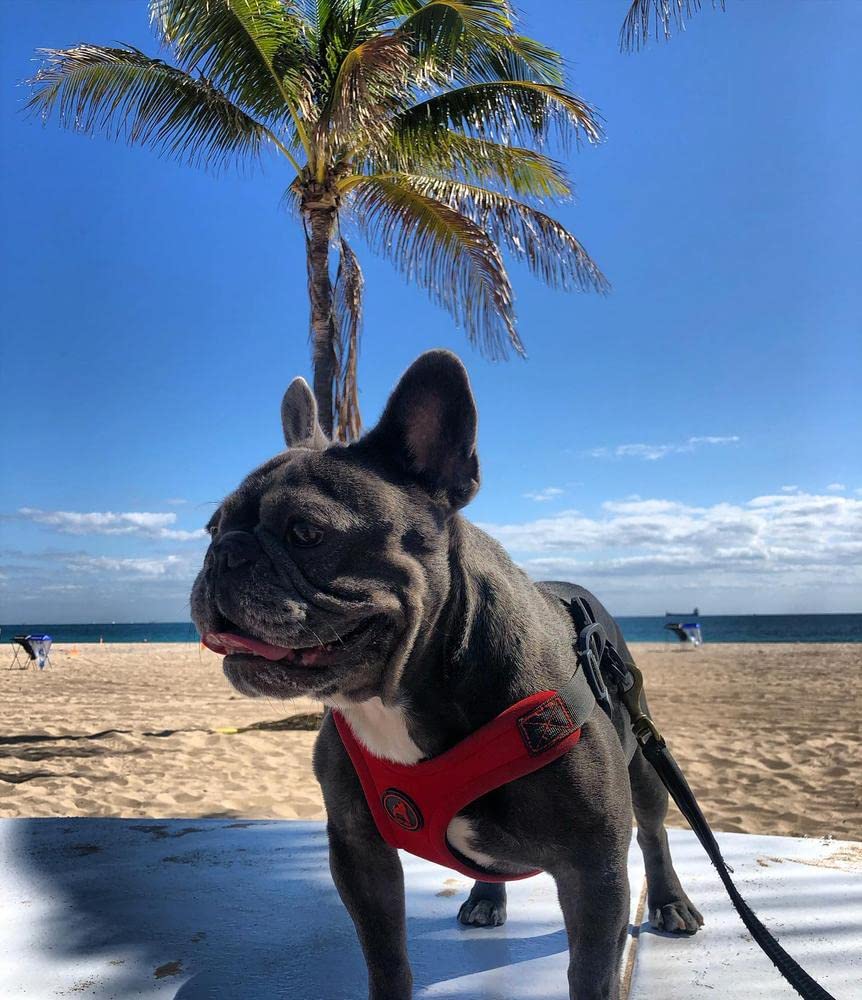 Gooby Escape Free Sport Harness