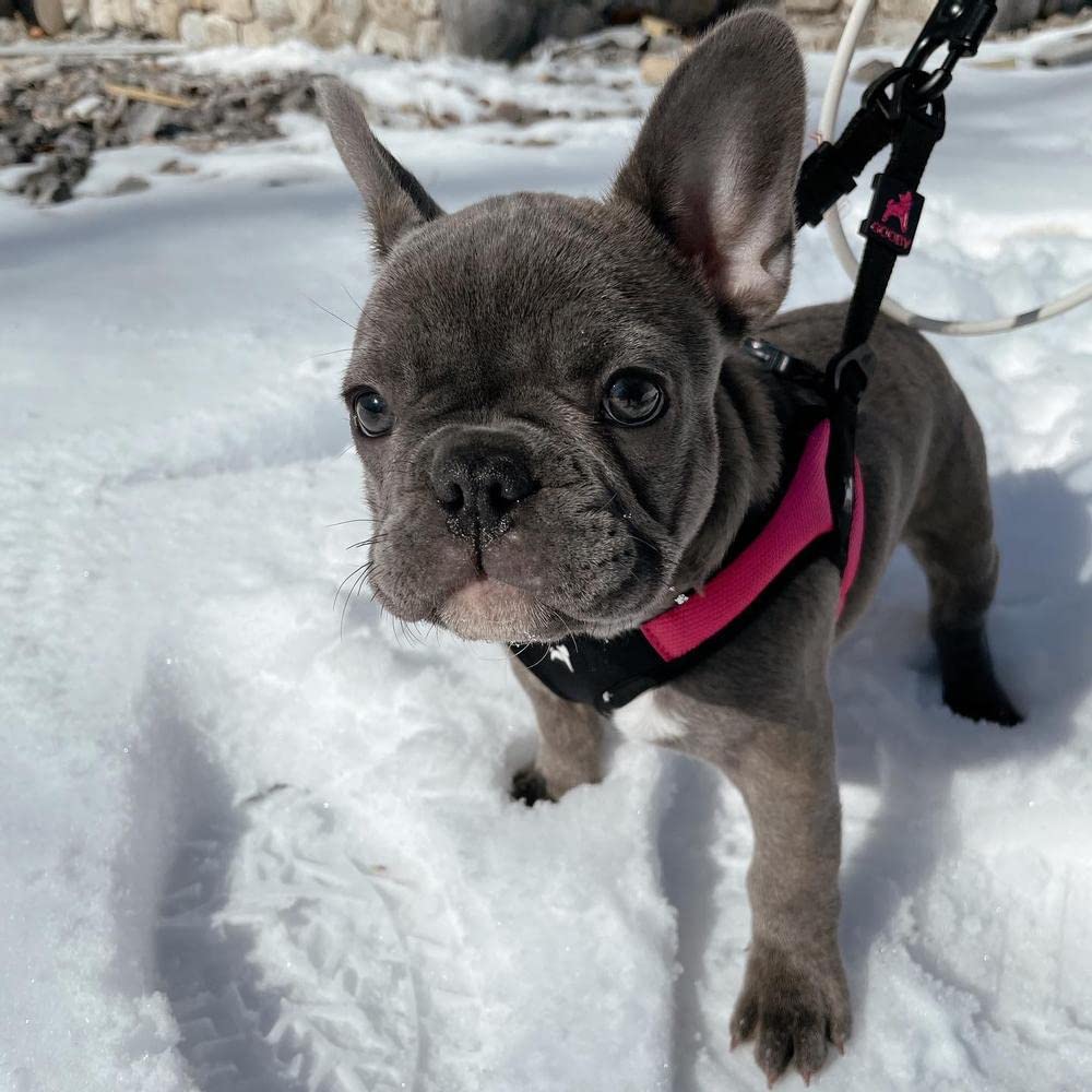 Gooby - Escape Free Easy Fit Harness