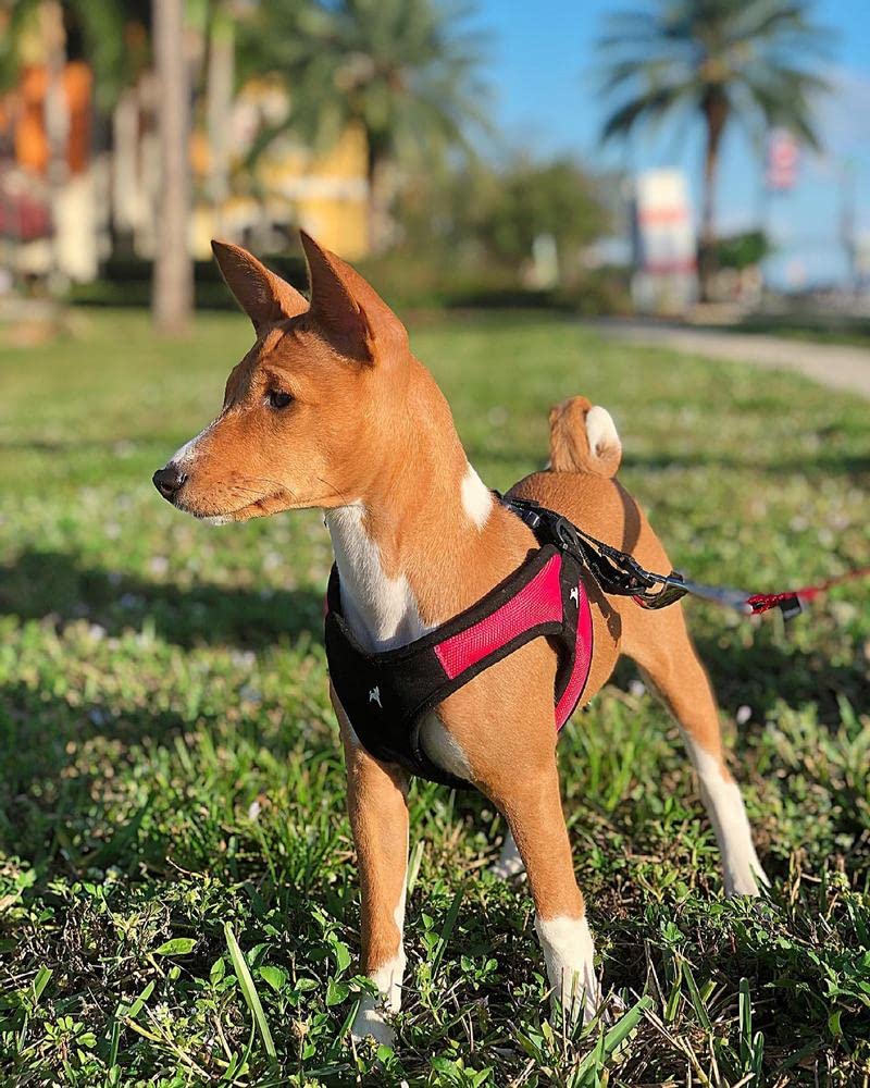 Gooby - Escape Free Easy Fit Harness