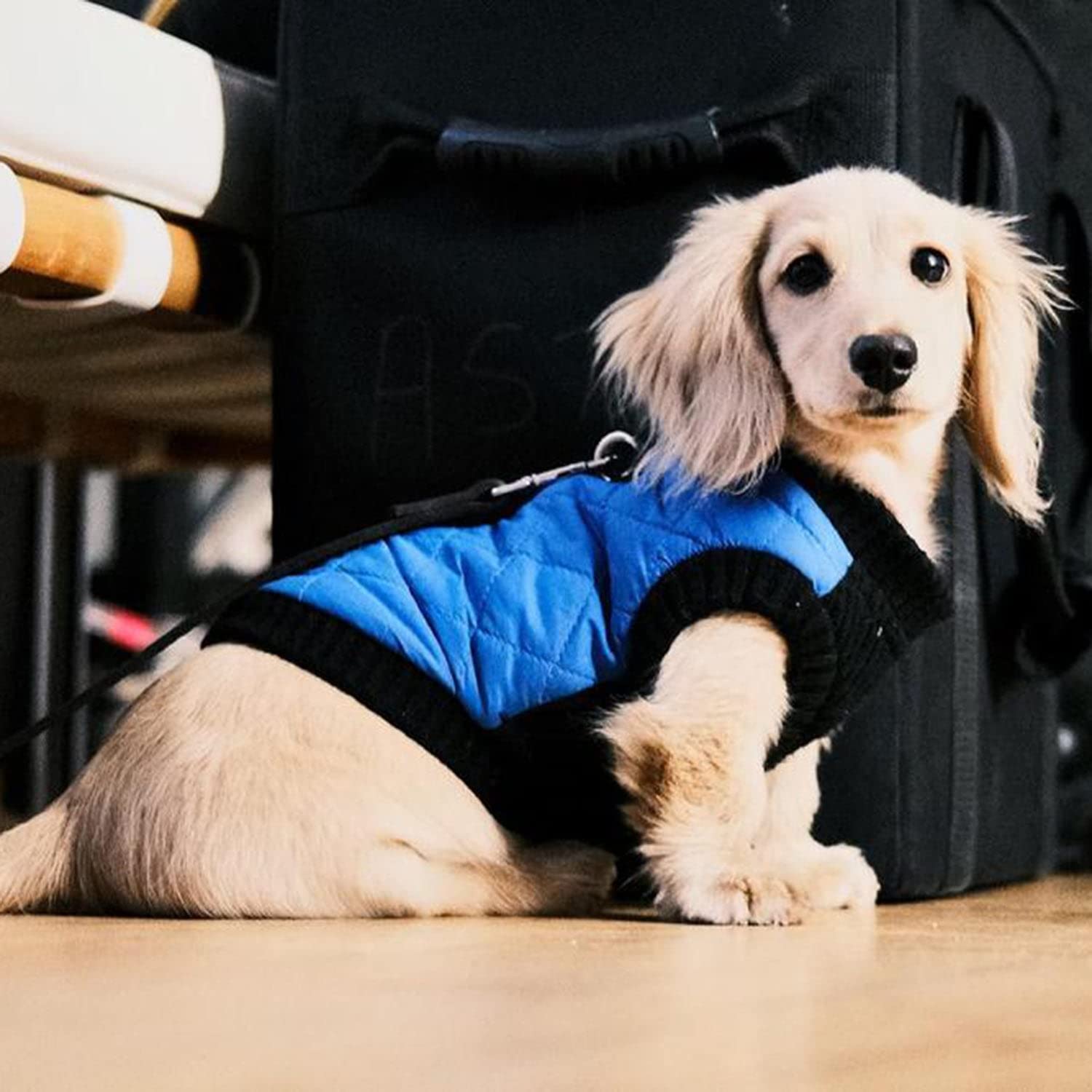 Gooby Fashion Vest Dog Jacket
