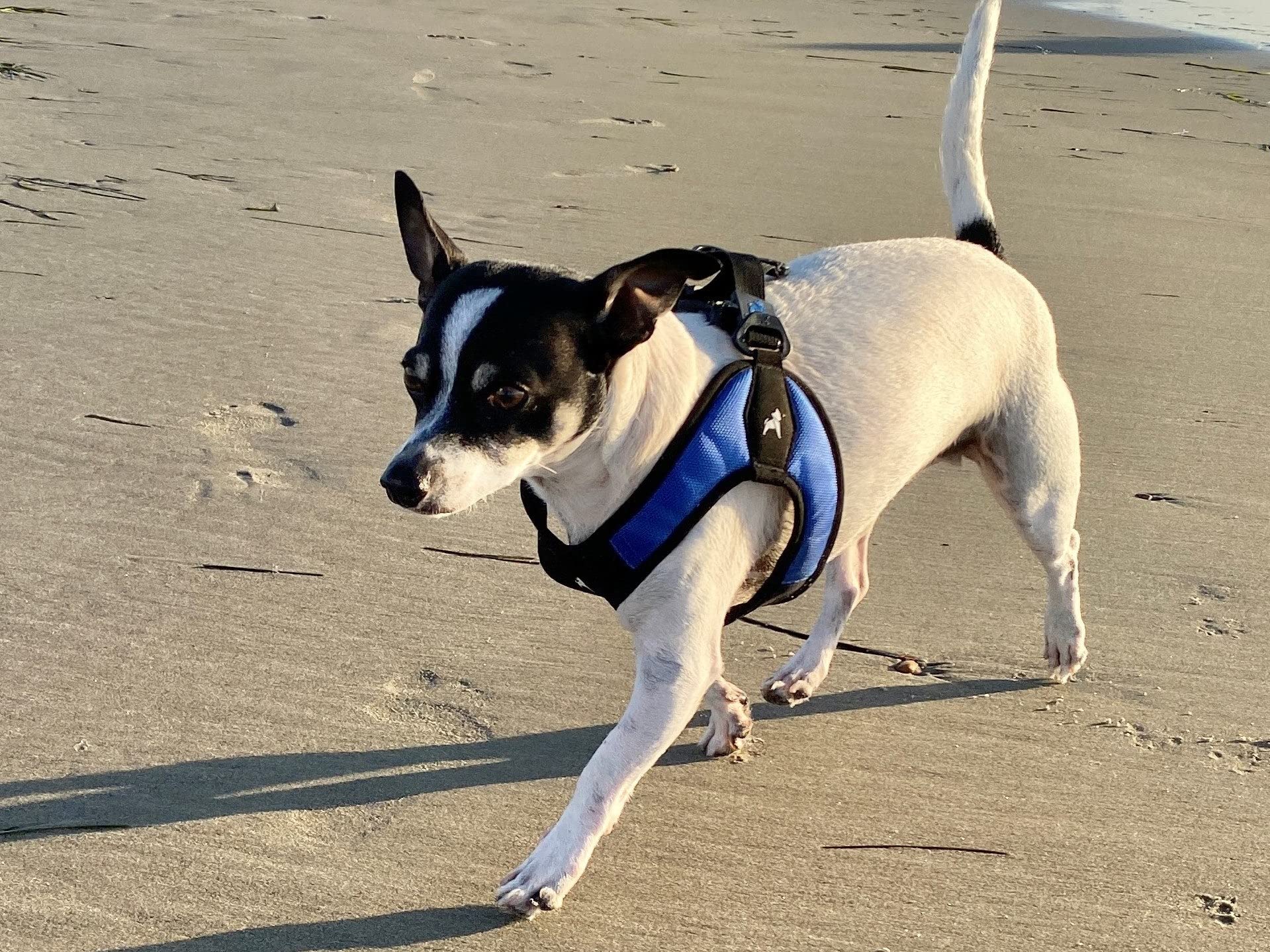 Gooby - Escape Free Easy Fit Harness