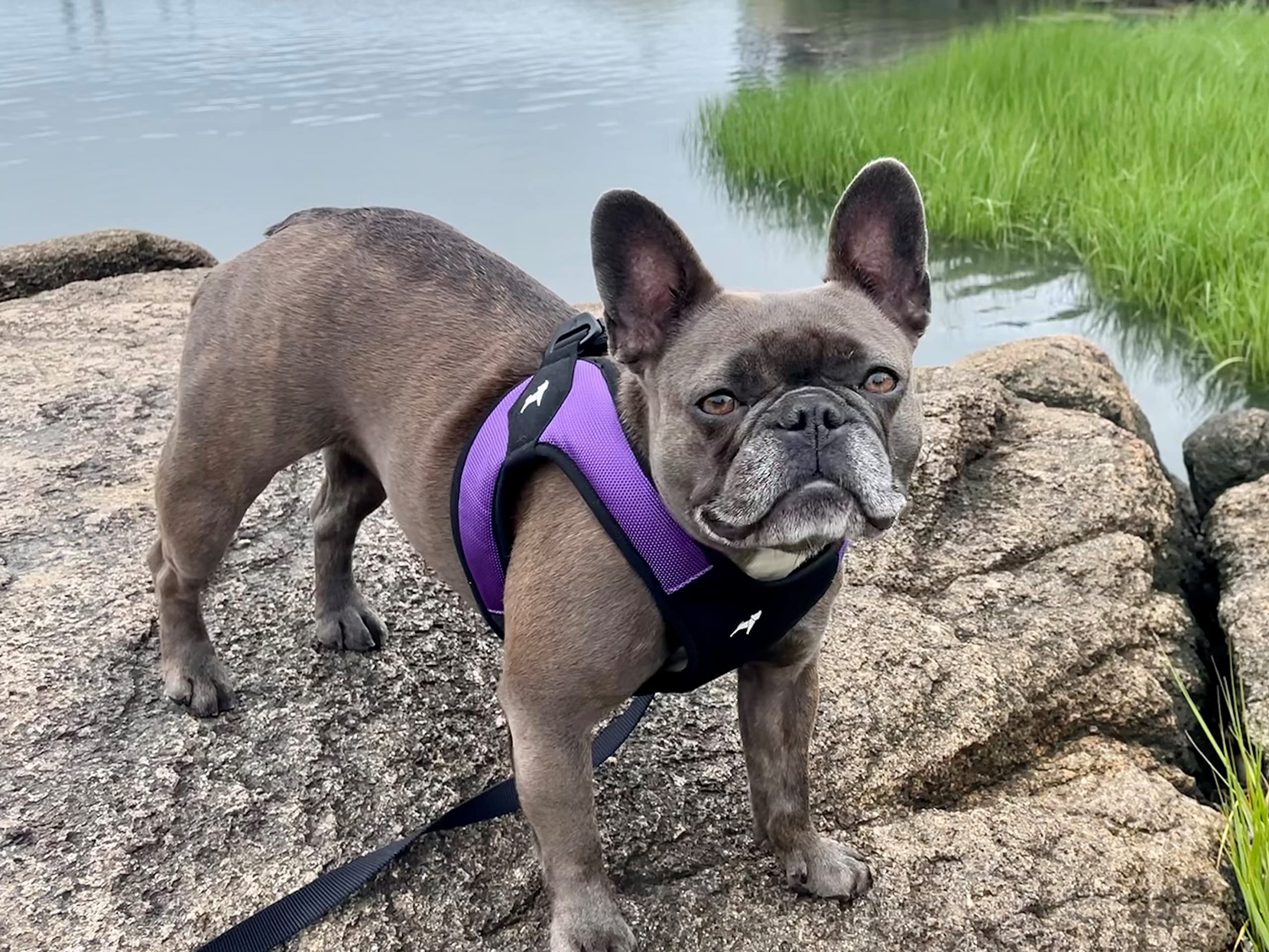 Gooby - Escape Free Easy Fit Harness