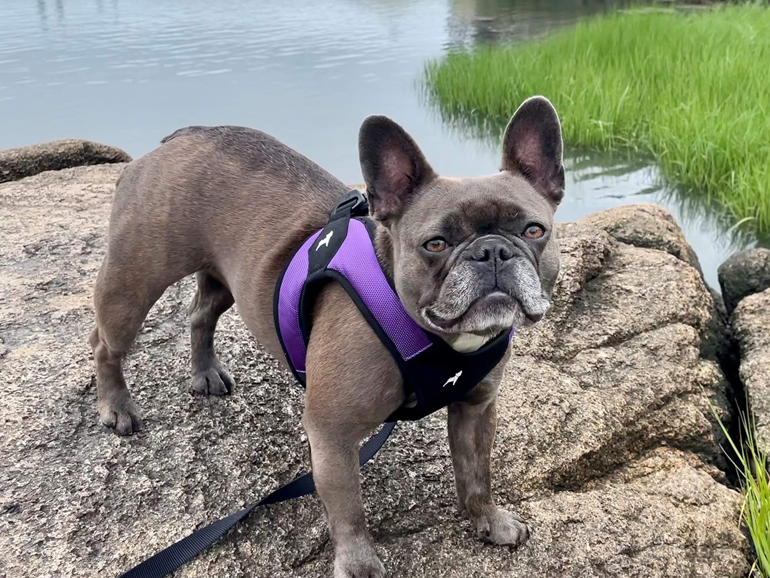 Gooby - Escape Free Easy Fit Harness