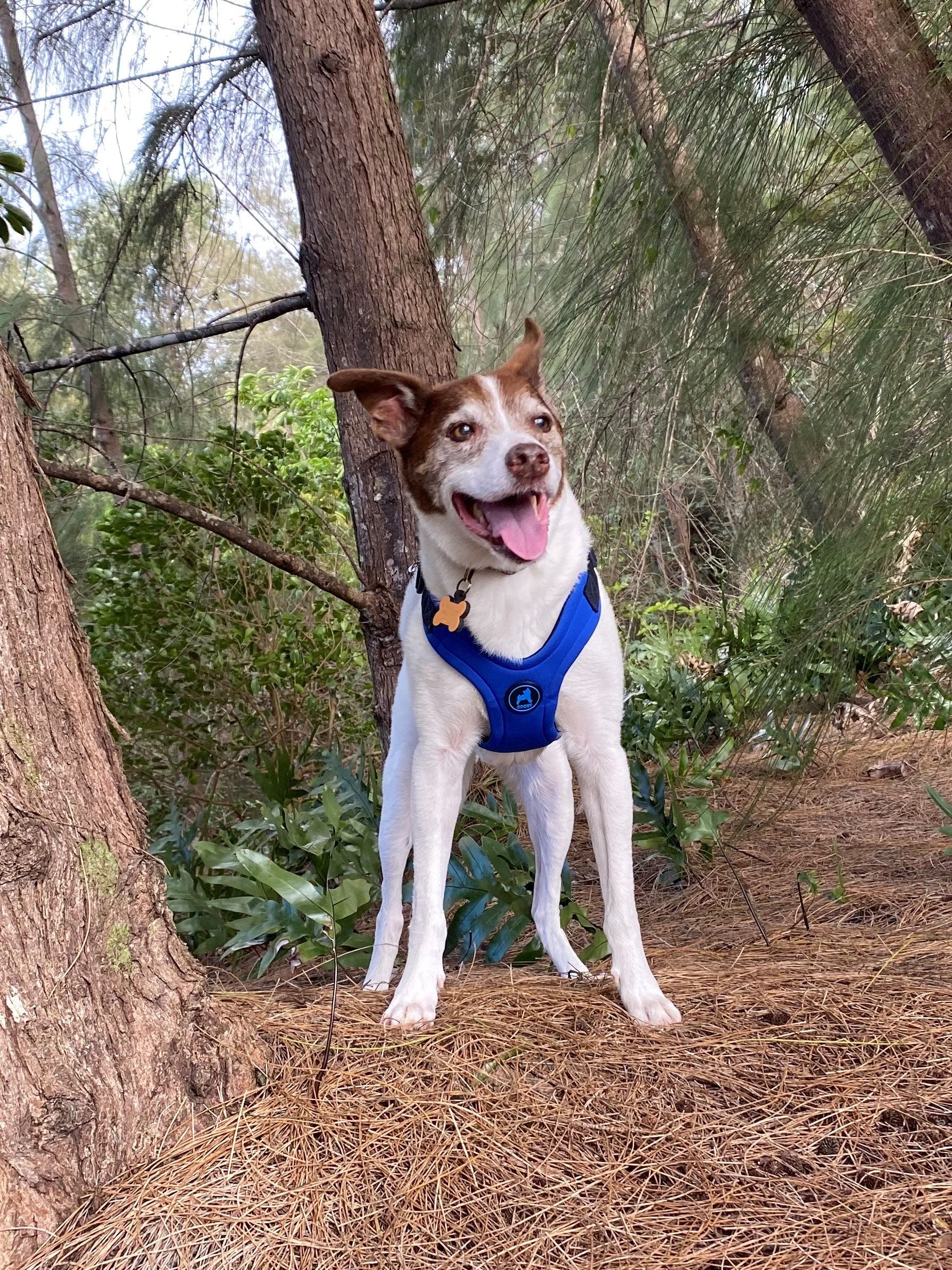Gooby Escape Free Sport Harness