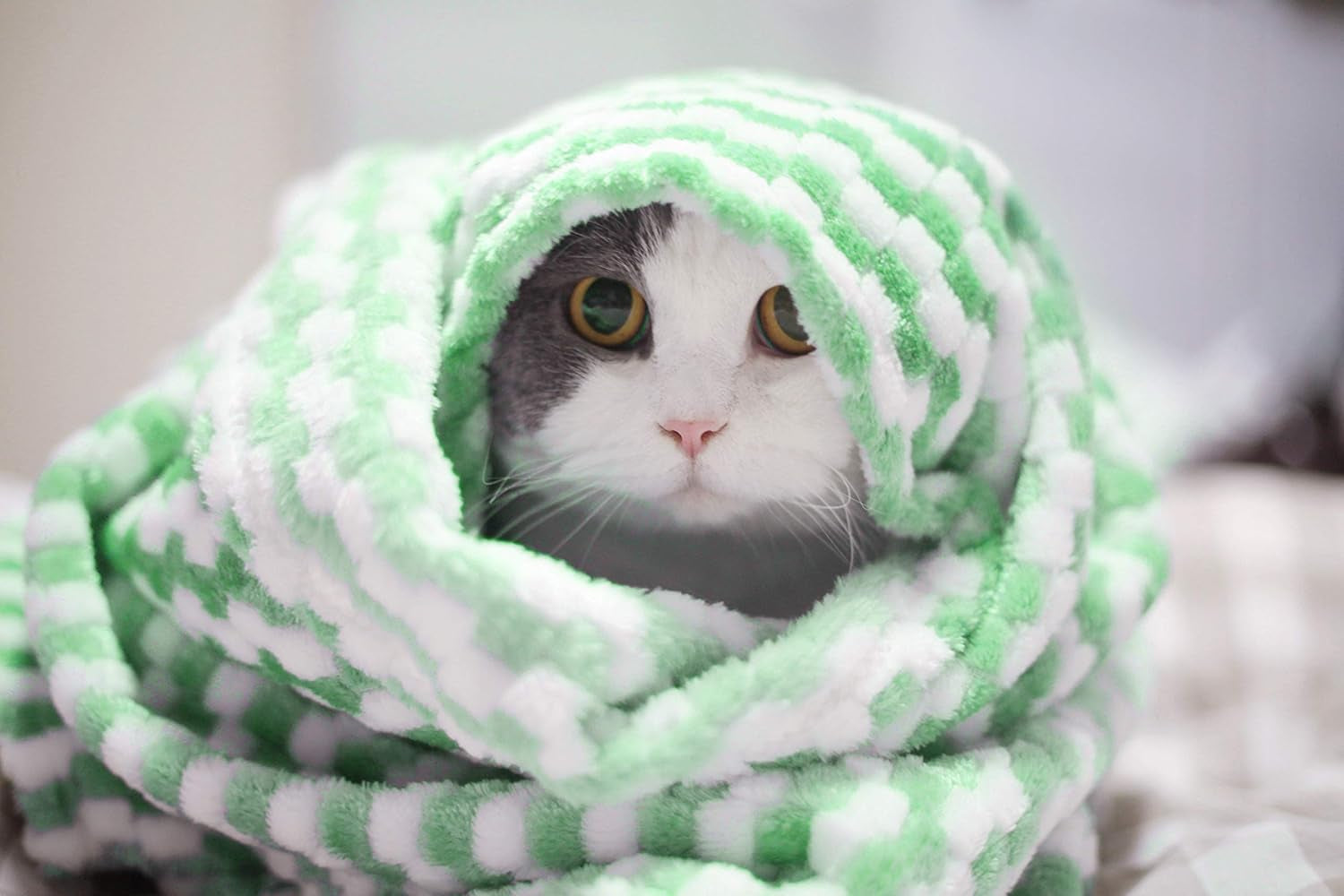 Dog Blanket, Premium Flannel Fluffy Fleece Blankets Soft and Warm Covers for Pets Dogs Cats Throw