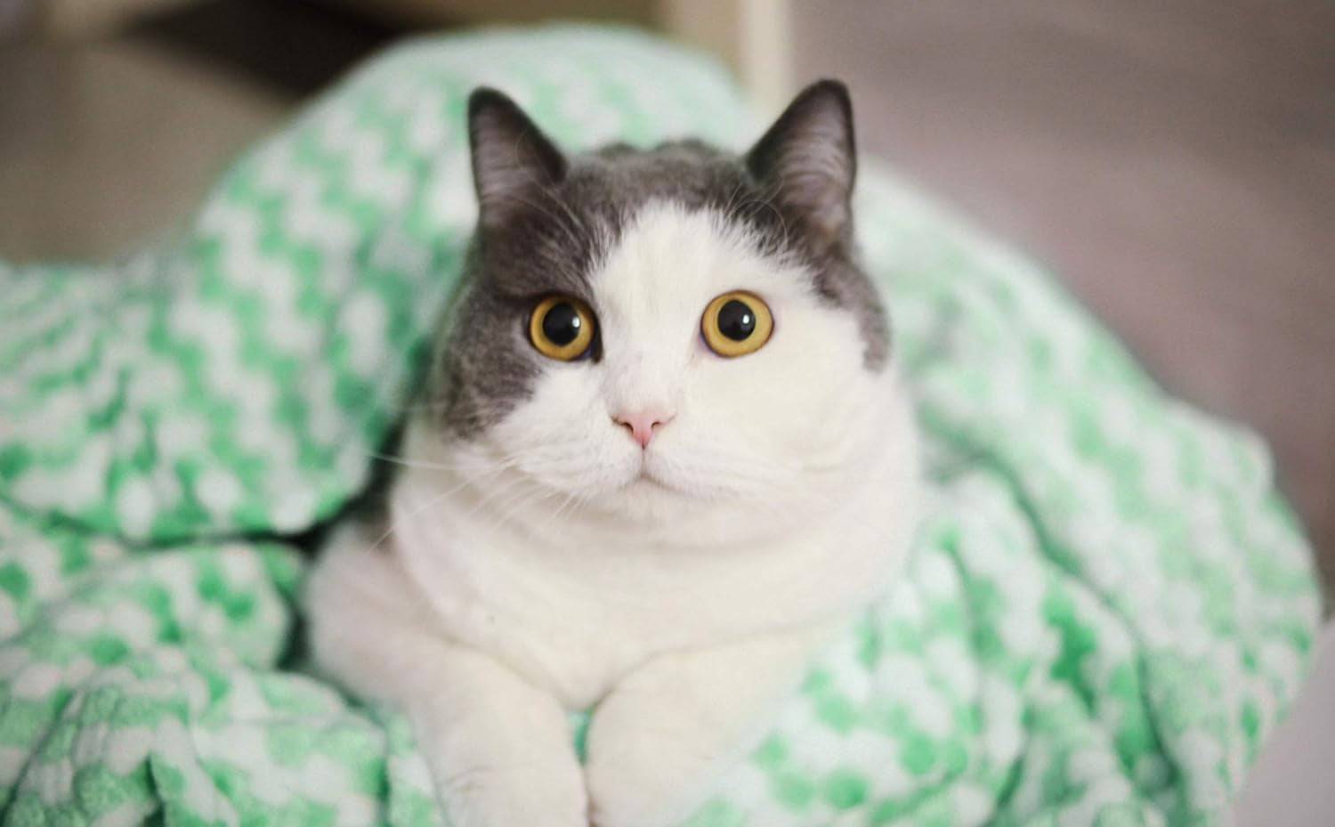 Dog Blanket, Premium Flannel Fluffy Fleece Blankets Soft and Warm Covers for Pets Dogs Cats Throw